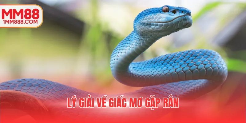 Lý giải về giấc mơ gặp rắn